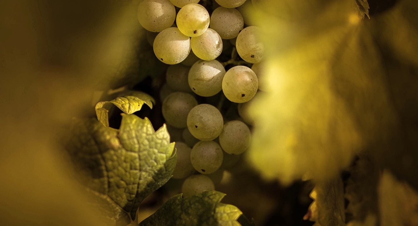 PetitesArvines_Webbilder_Experience_Vins-min
