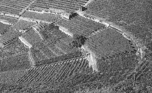 terroir