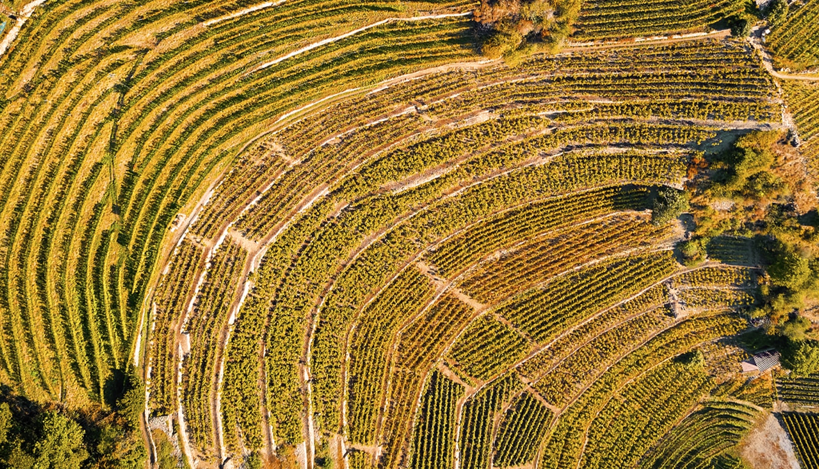 PetitesArvines_Webbilder_Terroir_new-min