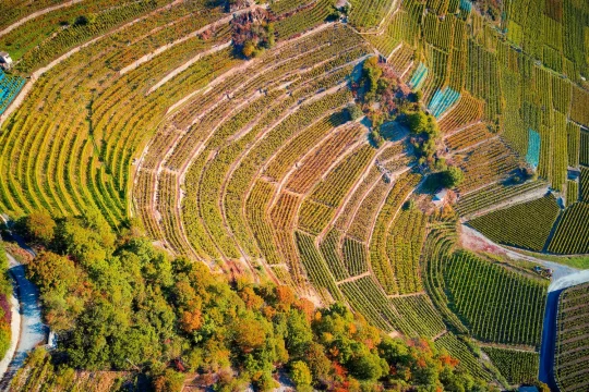 Les Caves Ouvertes des Petites Arvines de Fully